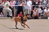 K-9 DSC_7839.jpg